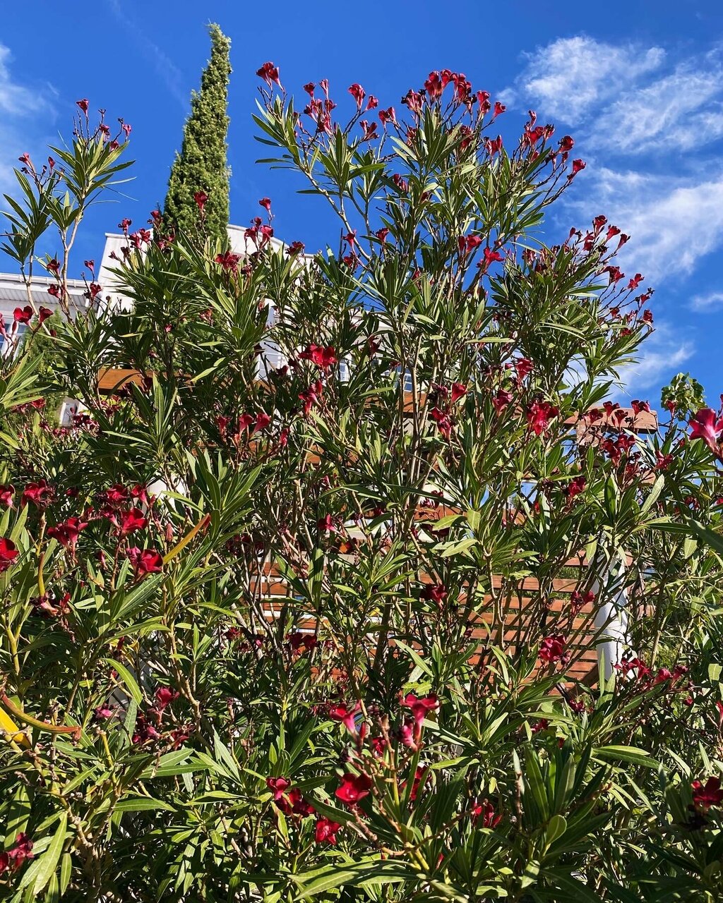 Гостевой дом Форест Алупка-139