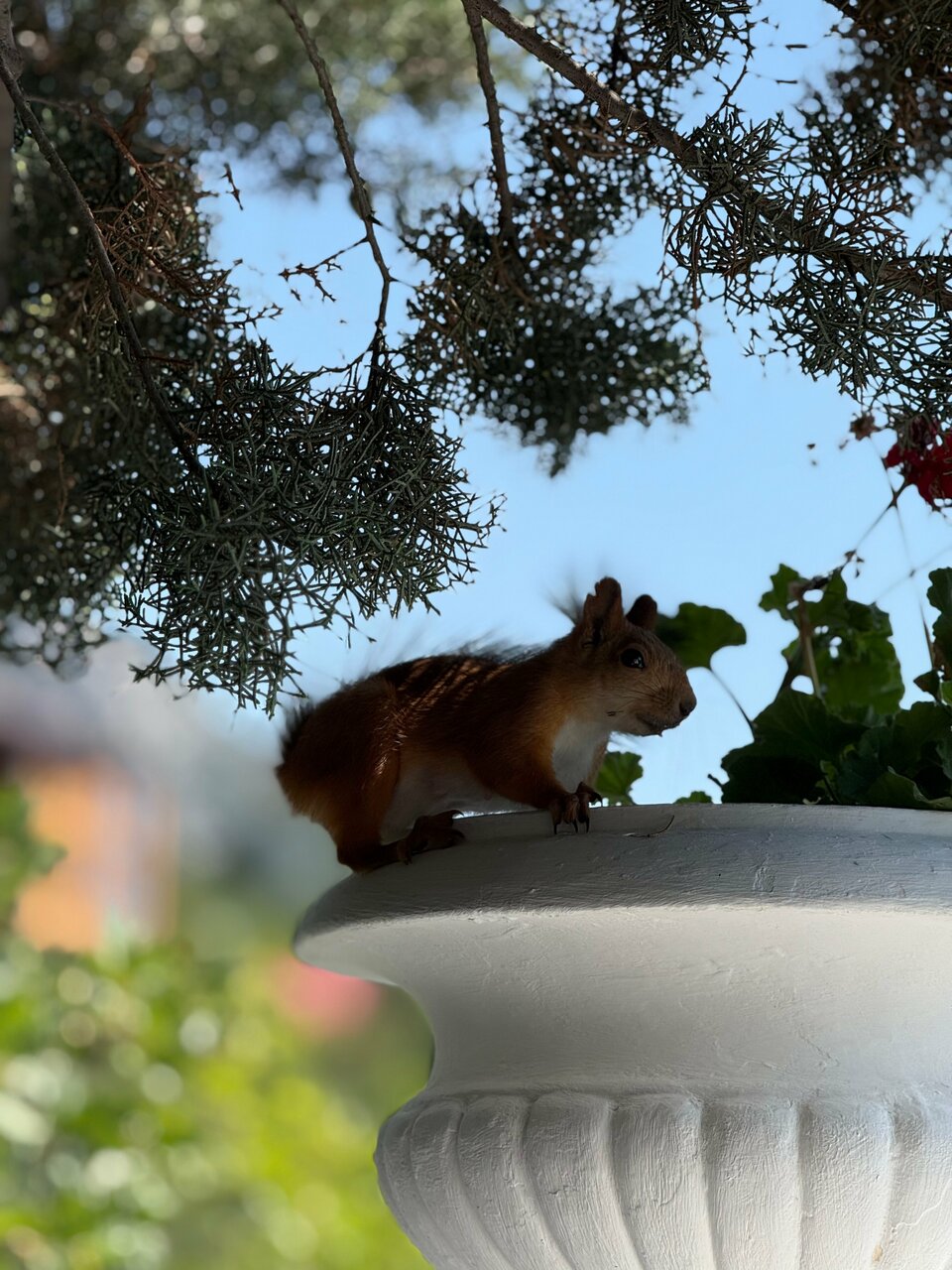 Гостевой дом Форест Алупка-100
