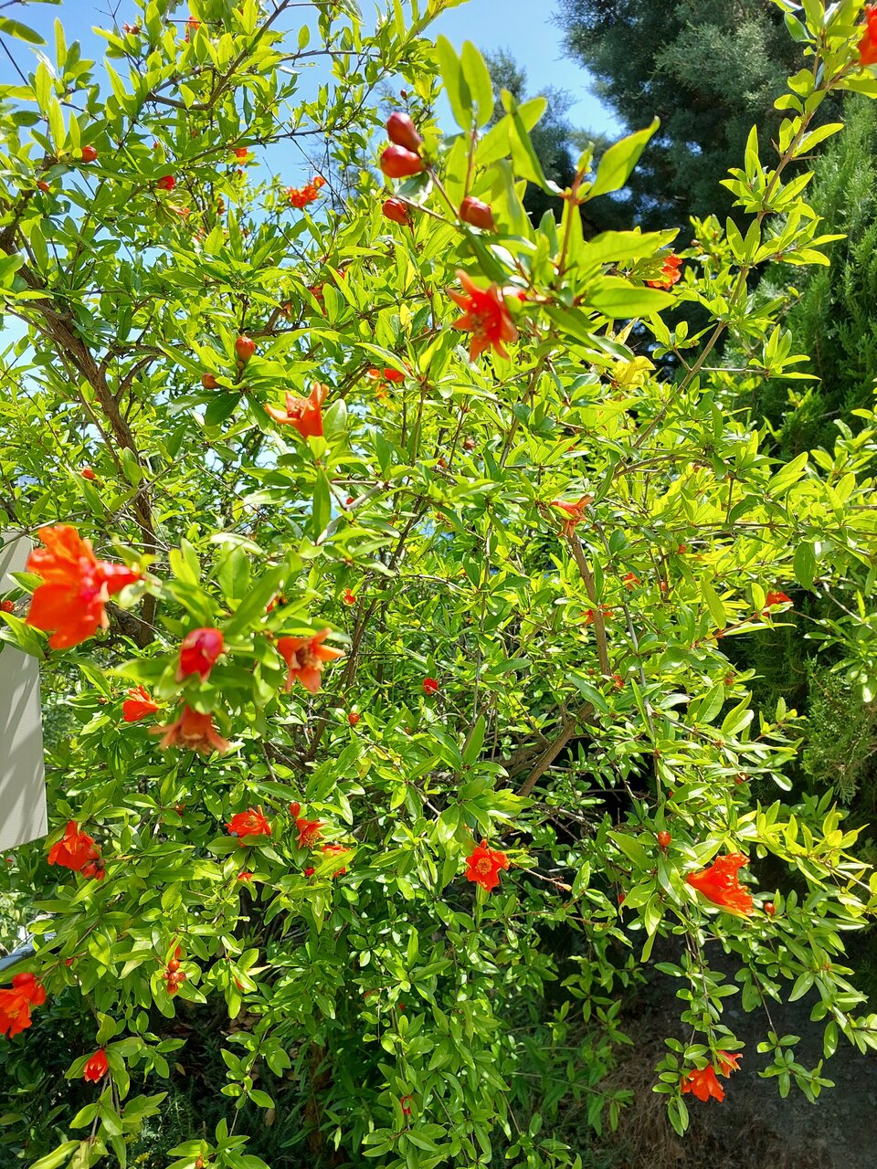 Гостевой дом Форест Алупка-104