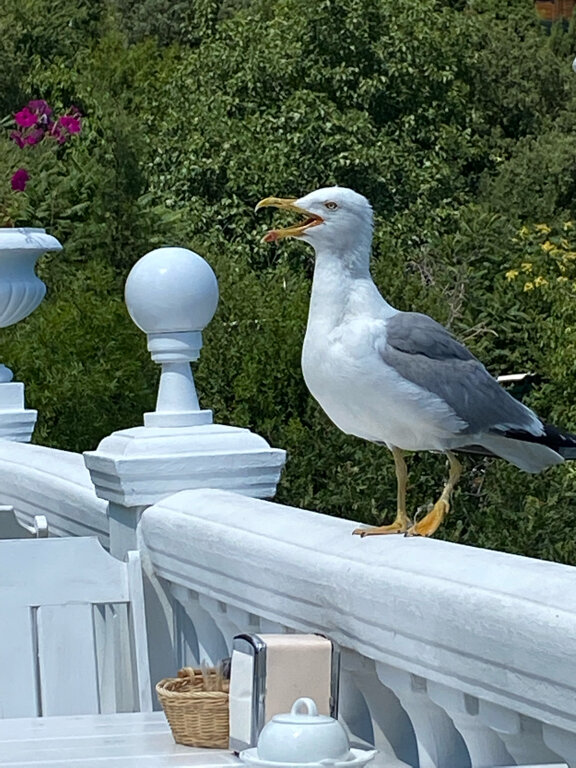 Гостевой дом Форест Алупка-94