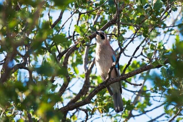 Гостевой дом Форест Алупка-12
