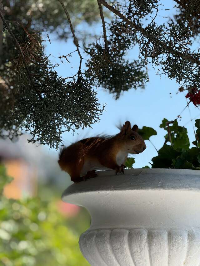 Гостевой дом Форест Алупка-99