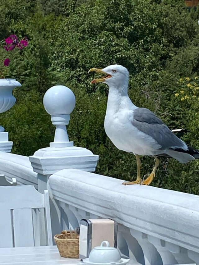 Гостевой дом Форест Алупка-93